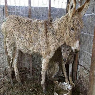 В горах на севере Албании в городе Patok
